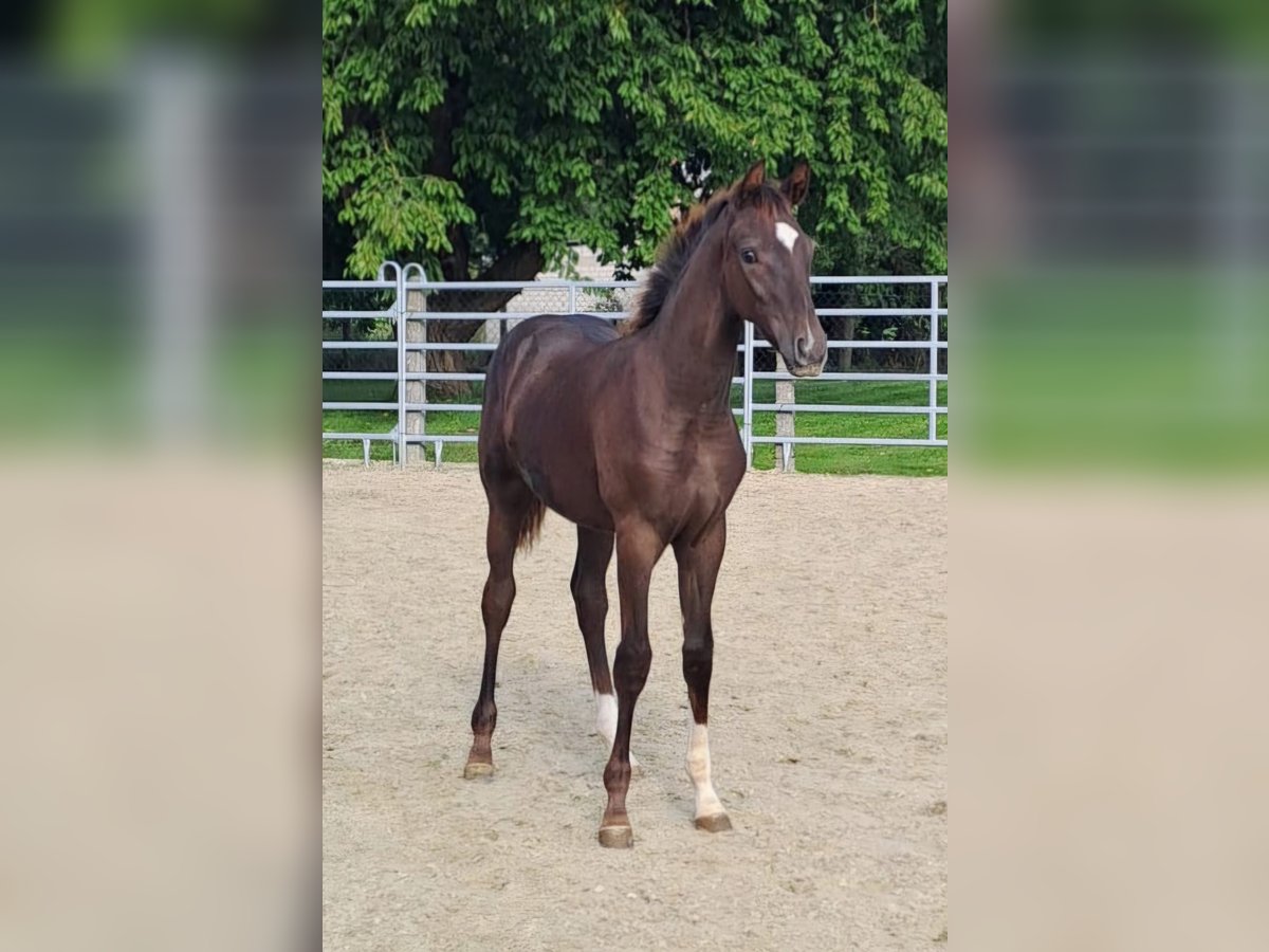 Westfaal Merrie 1 Jaar Donkere-vos in Borchen