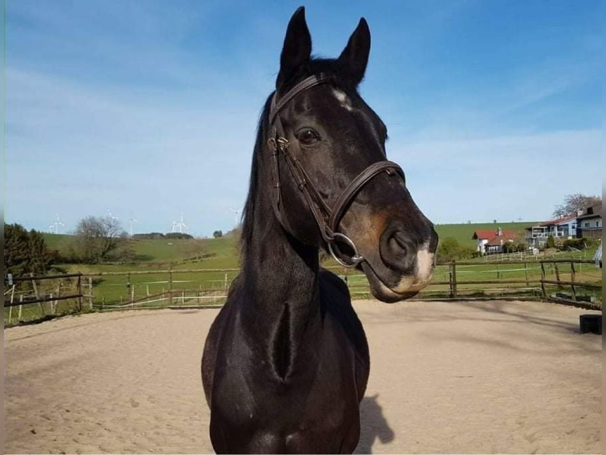 Westfaal Merrie 20 Jaar 160 cm Donkerbruin in Prüm