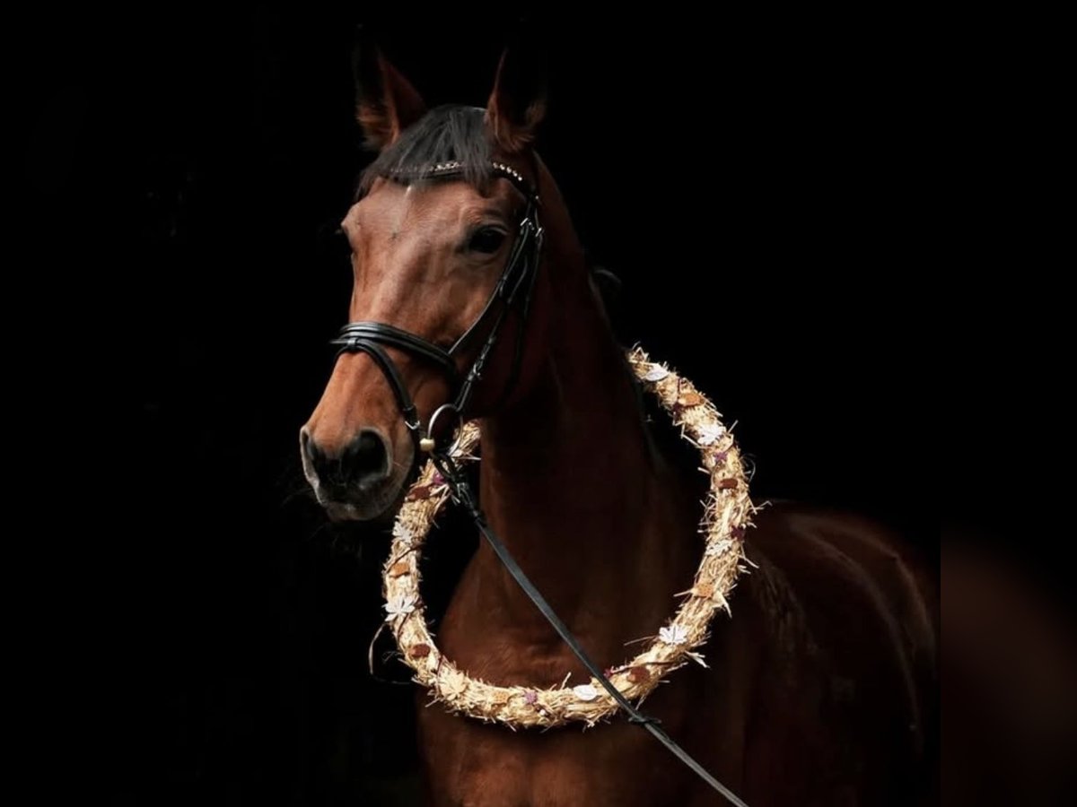 Westfaal Merrie 23 Jaar 165 cm Bruin in Schwäbisch HallSchwäbisch Hall