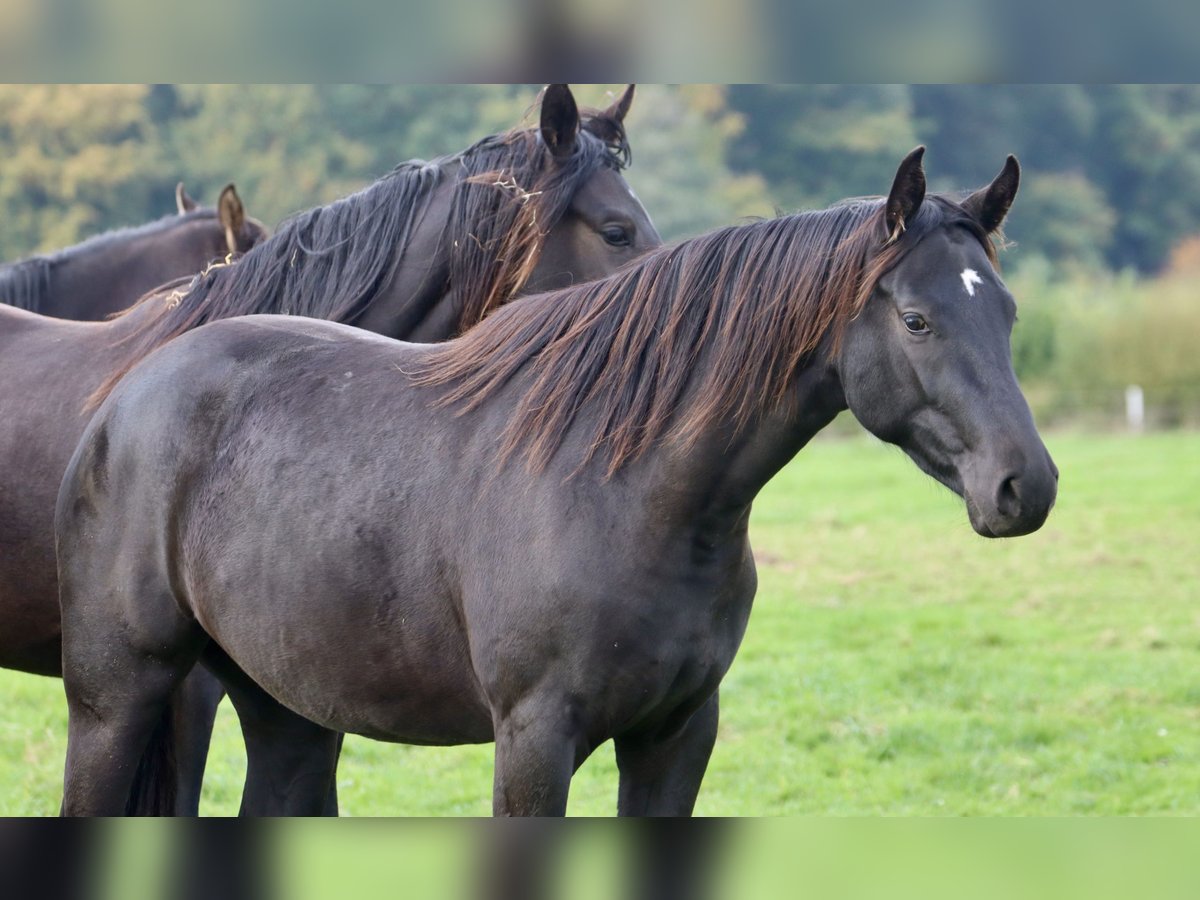 Westfaal Merrie 2 Jaar 154 cm Zwart in Nottuln