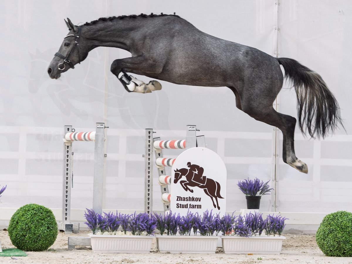 Westfaal Merrie 2 Jaar 163 cm Schimmel in M&#xFC;nster Handorf
