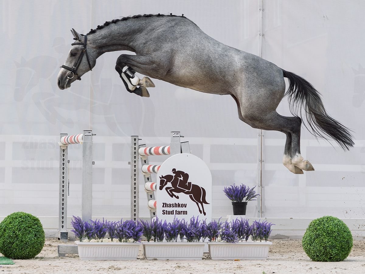 Westfaal Merrie 2 Jaar 163 cm Schimmel in M&#xFC;nster Handorf
