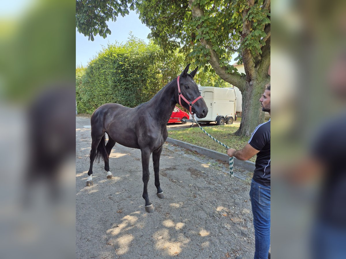 Westfaal Merrie 2 Jaar 168 cm Donkerbruin in Vienenburg