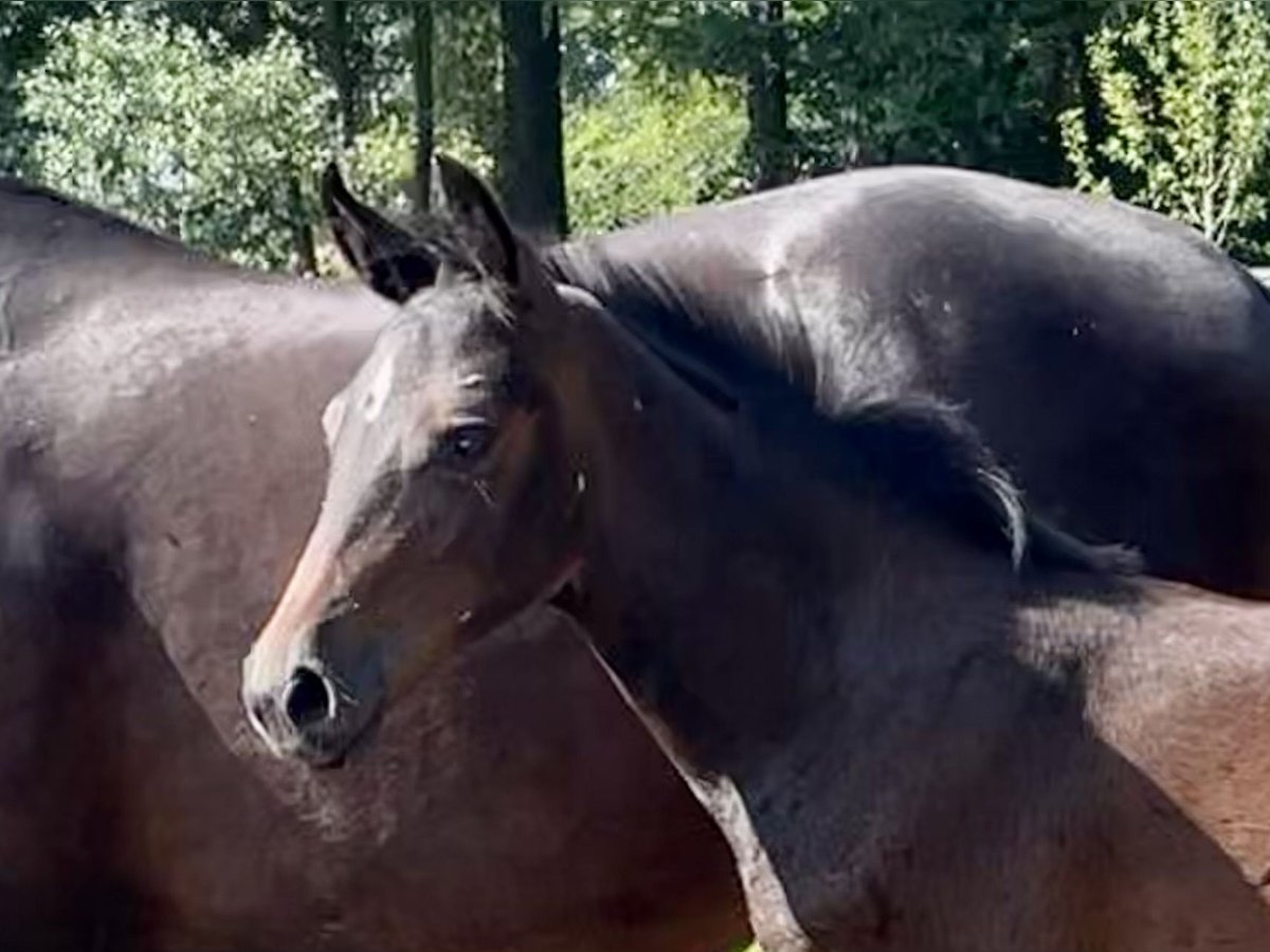 Westfaal Merrie 2 Jaar Donkerbruin in Ahaus