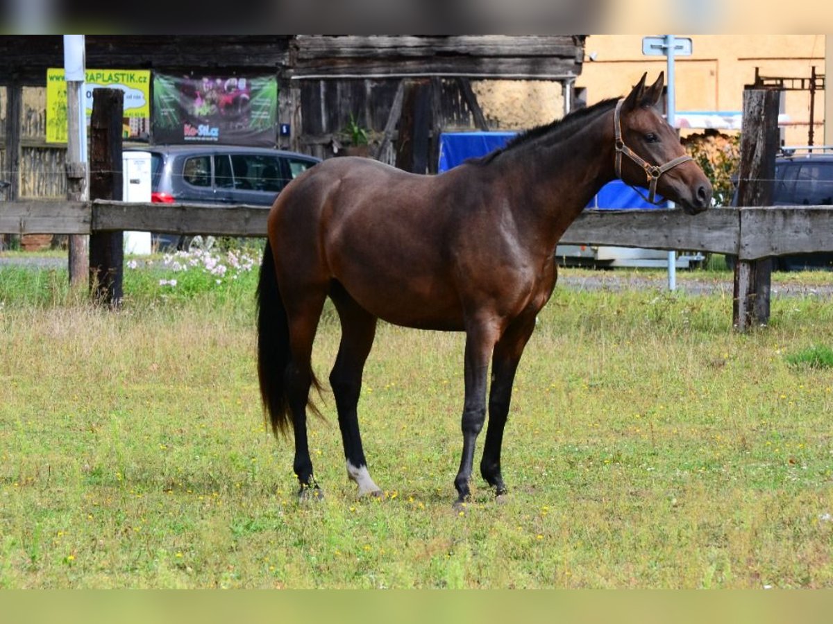 Westfaal Merrie 2 Jaar Donkerbruin in Nebanice, Cheb