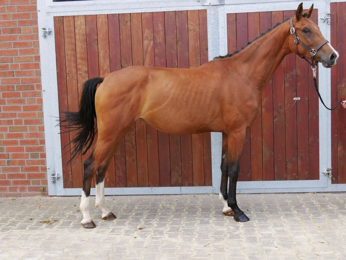 Westfaal Merrie 3 Jaar 160 cm in Dorsten