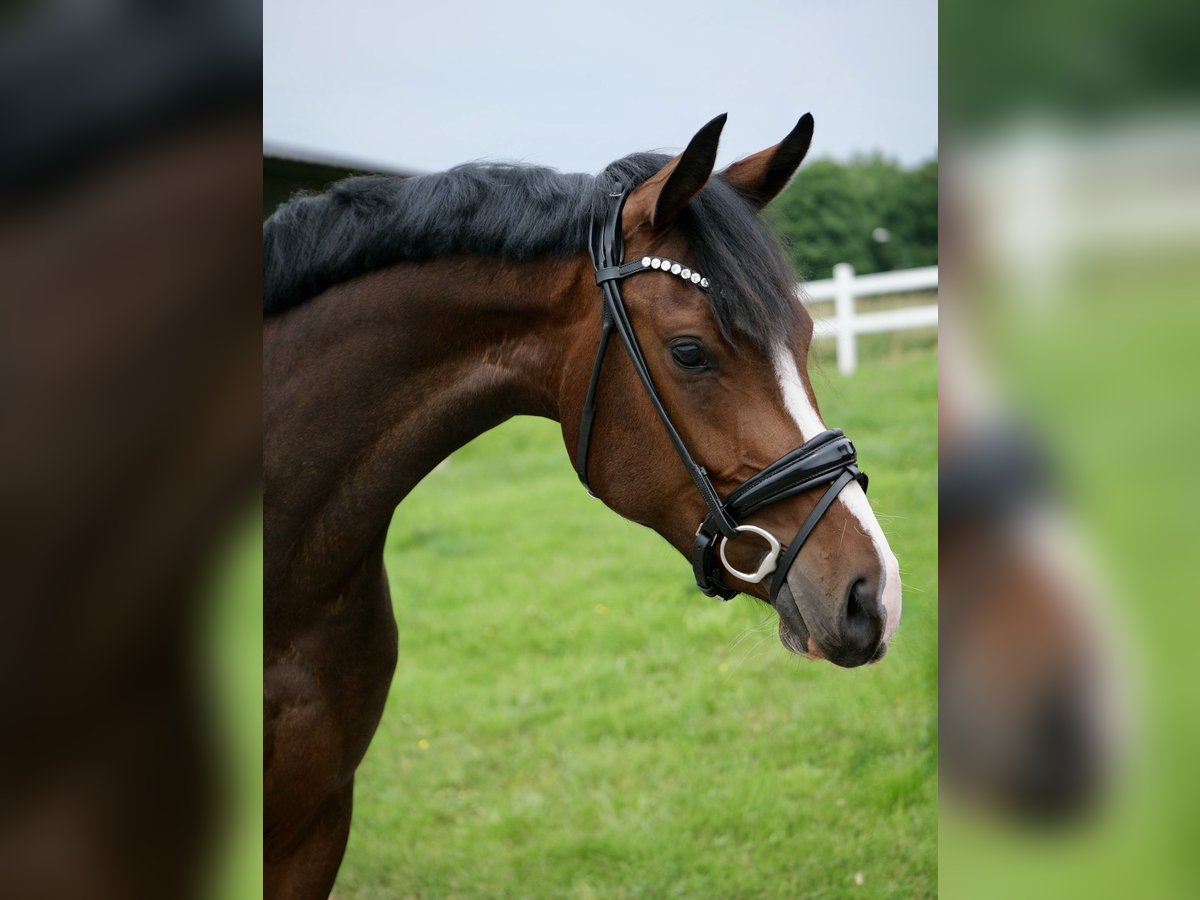 Westfaal Merrie 3 Jaar 162 cm Donkerbruin in Duisburg