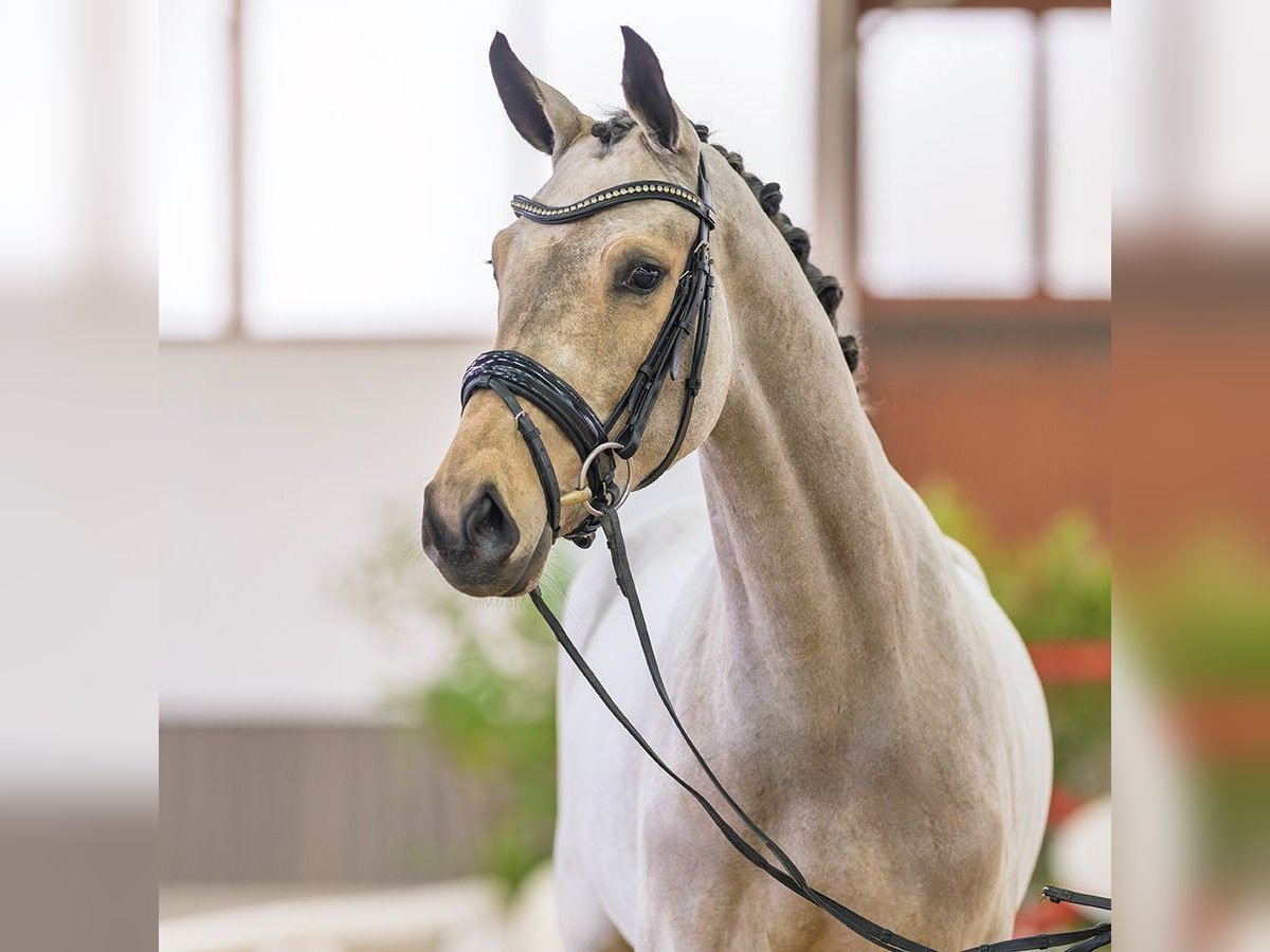 Westfaal Merrie 3 Jaar 163 cm Buckskin in M&#xFC;nster-Handorf