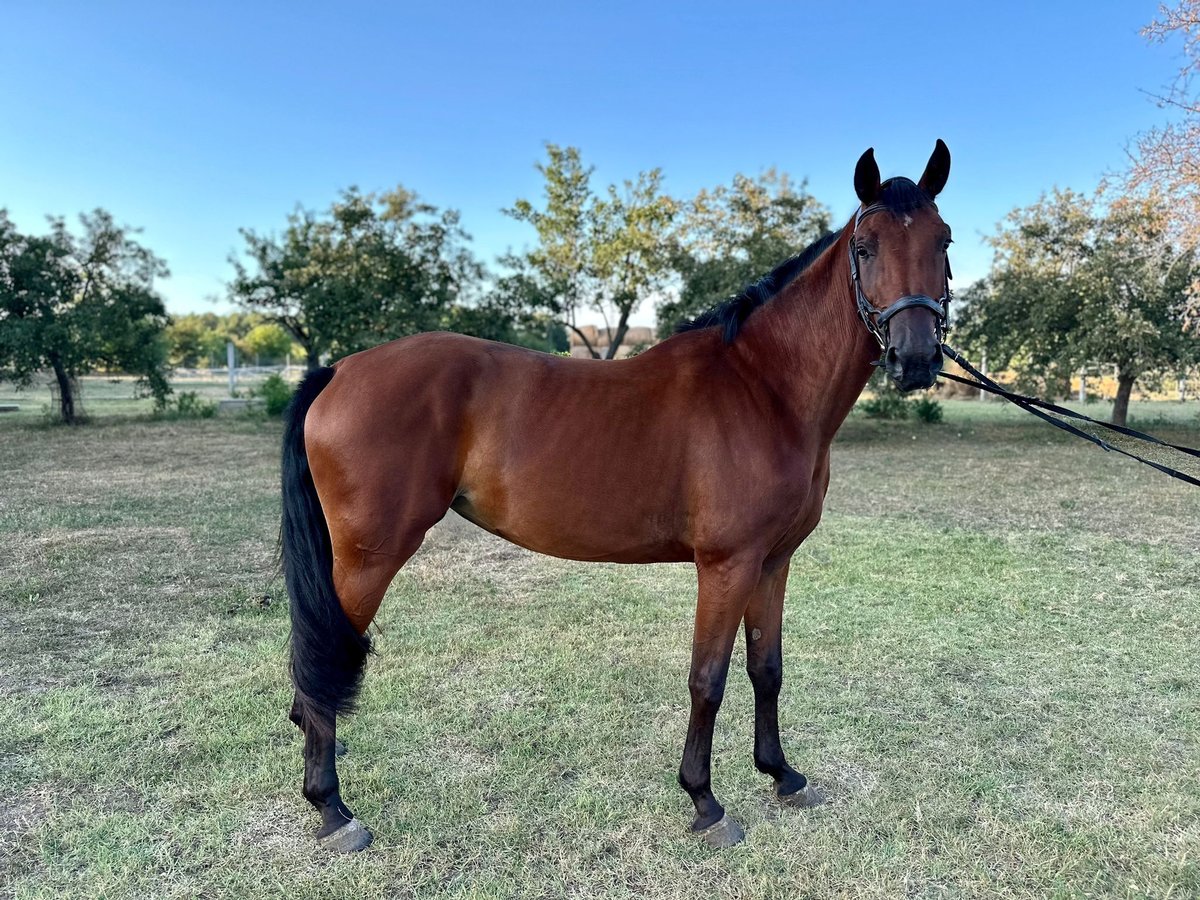 Westfaal Mix Merrie 3 Jaar 164 cm Donkerbruin in Monor