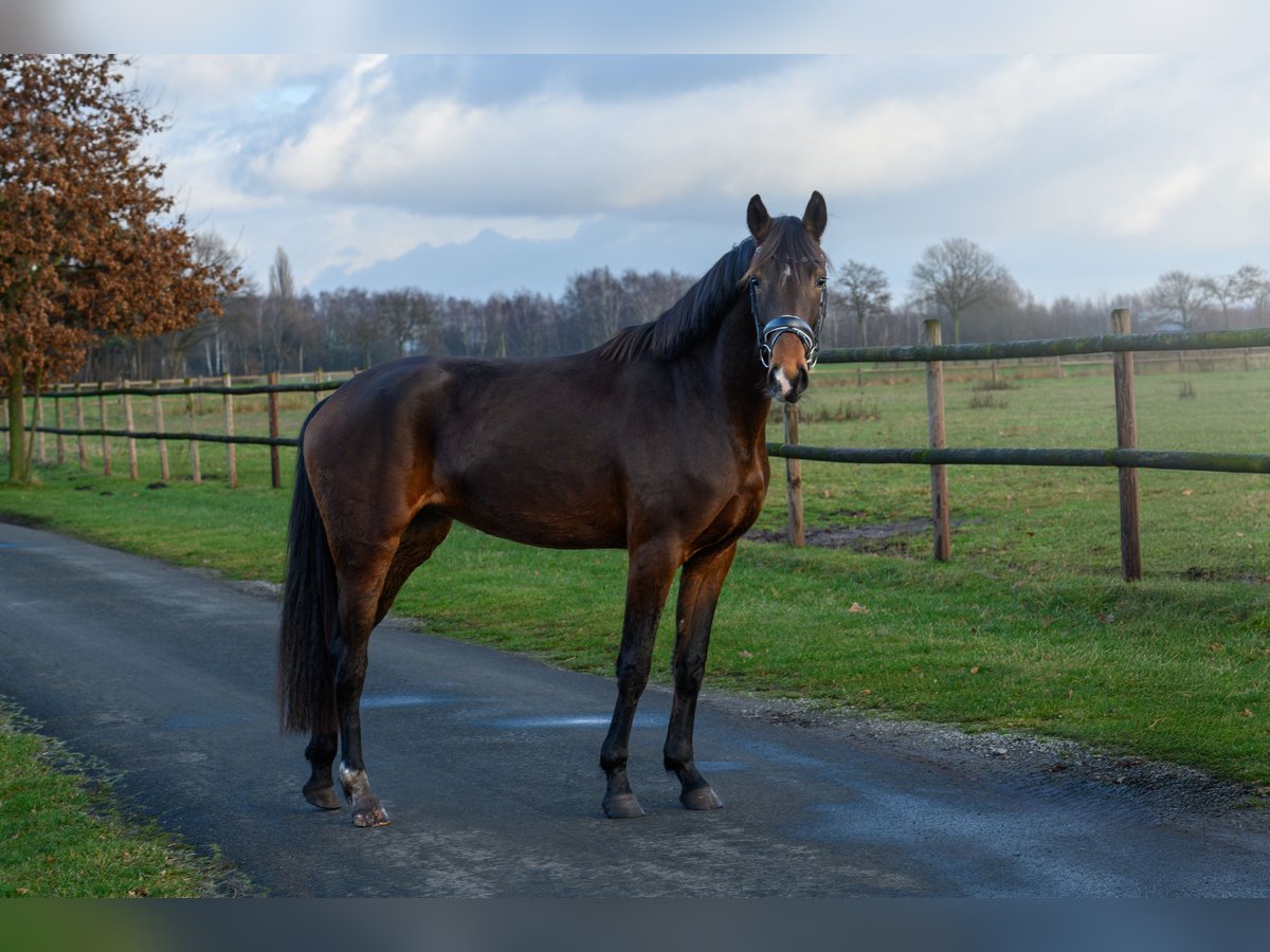 Westfaal Merrie 3 Jaar 165 cm Donkerbruin in Delbrück