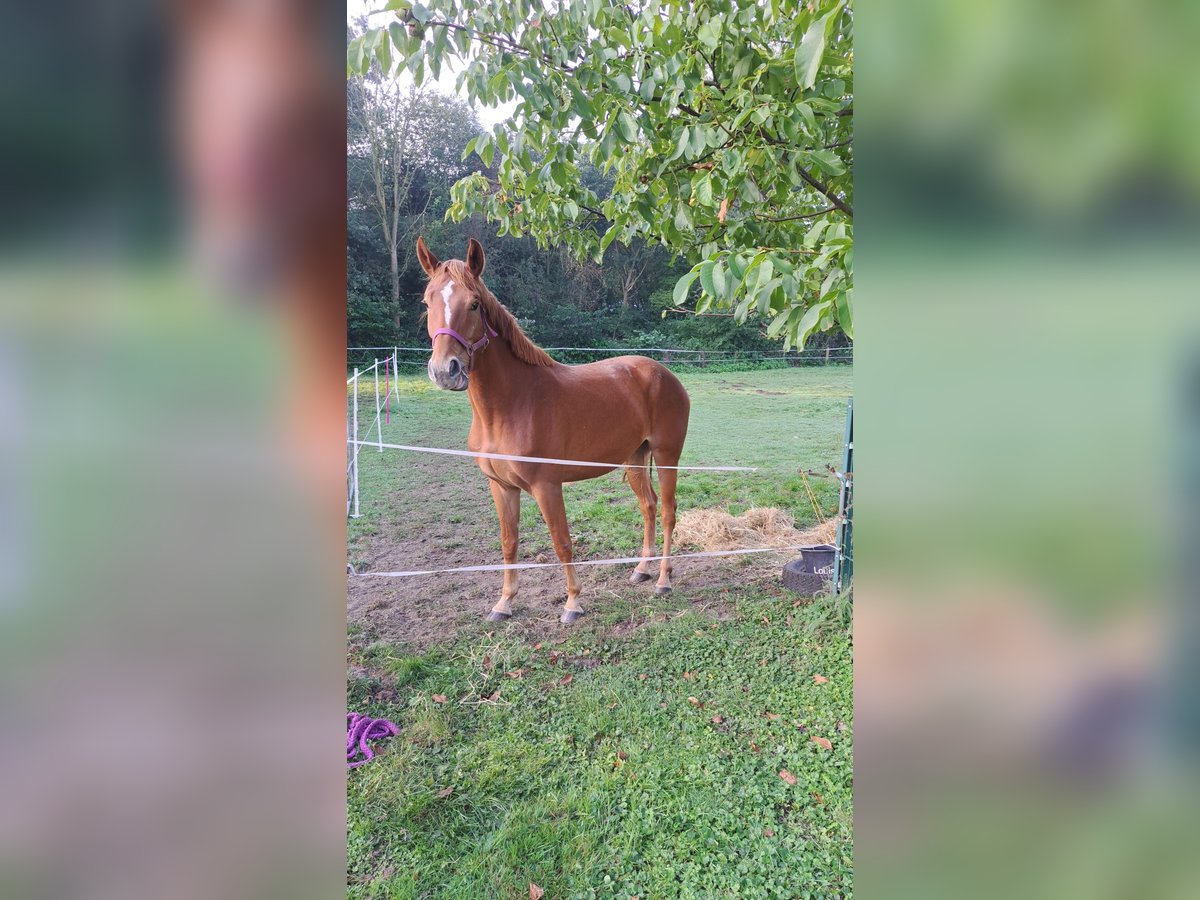 Westfaal Merrie 3 Jaar 165 cm Donkere-vos in Castrop-Rauxel Westfaal Merrie 3 Jaar 165 cm Donkere-vos in Castrop-Rauxel