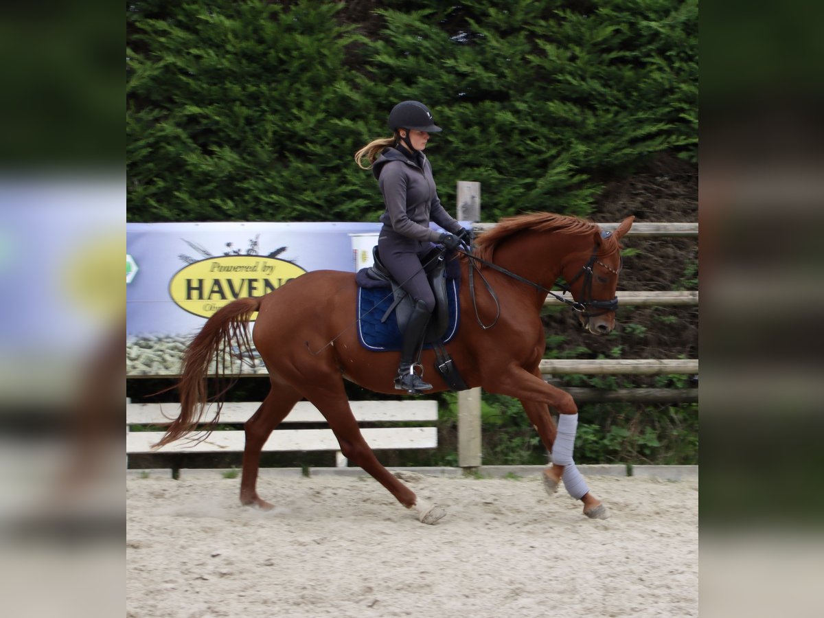 Westfaal Merrie 3 Jaar 165 cm Vos in Nottuln Westfaal Merrie 3 Jaar 165 cm Vos in Nottuln