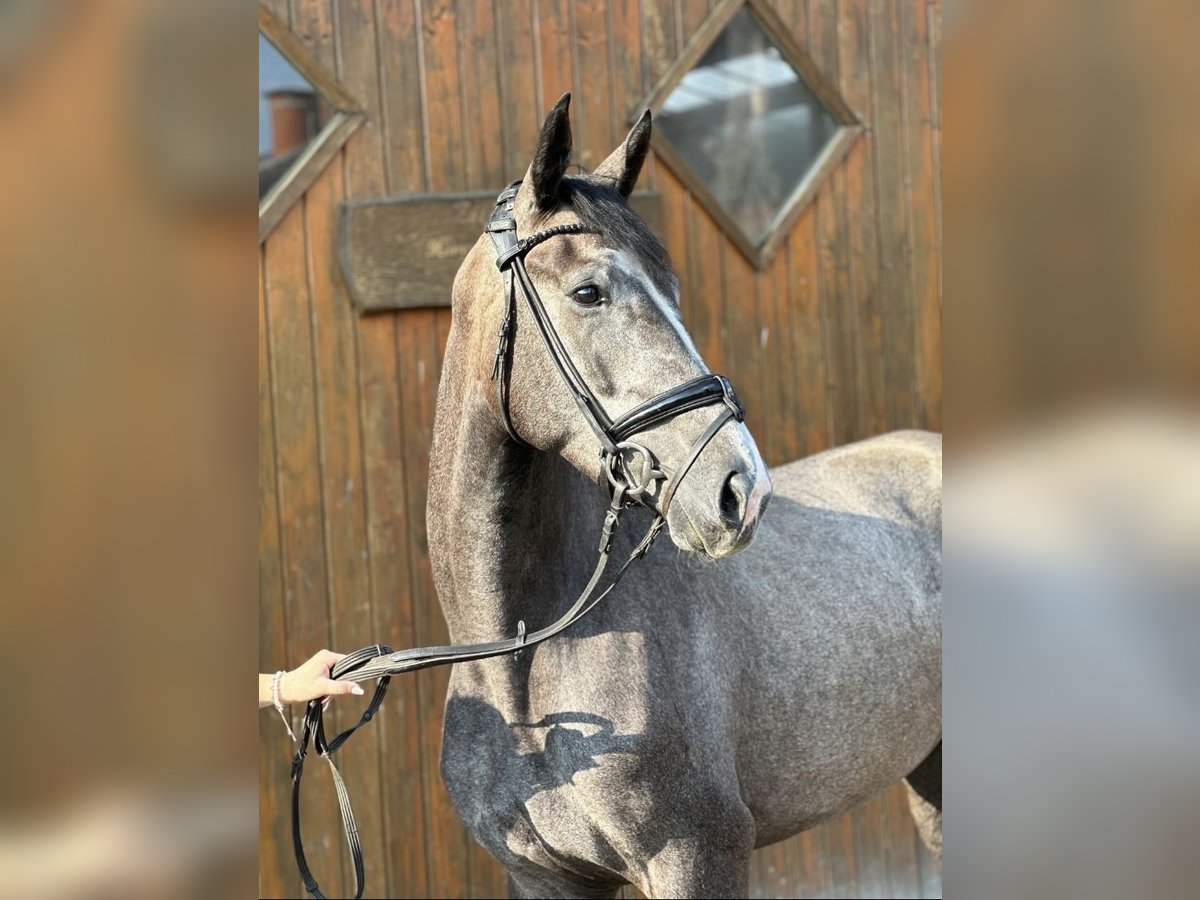 Westfaal Merrie 3 Jaar 167 cm Schimmel in Hamm