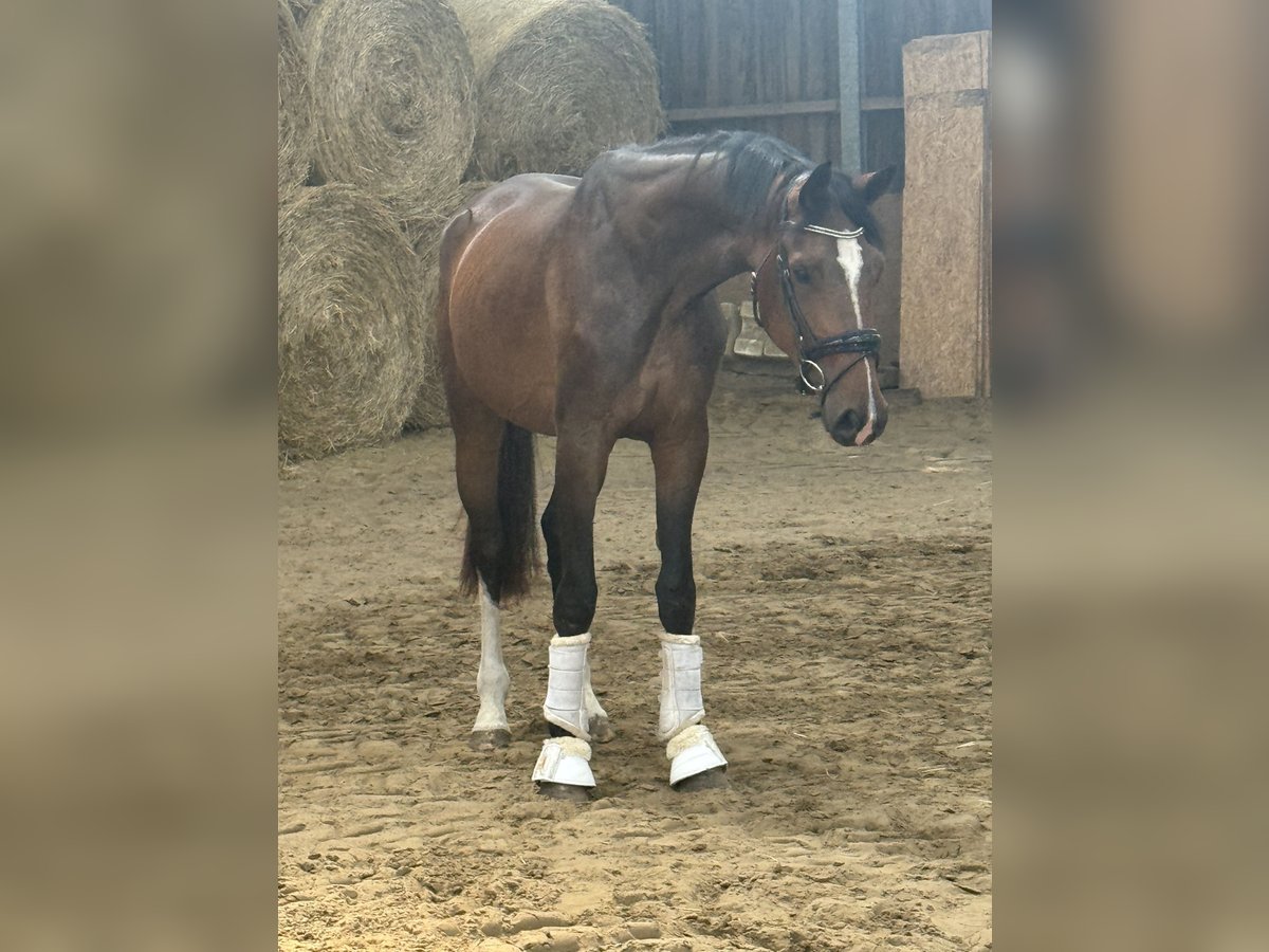 Westfaal Merrie 3 Jaar 170 cm Bruin in Wesel