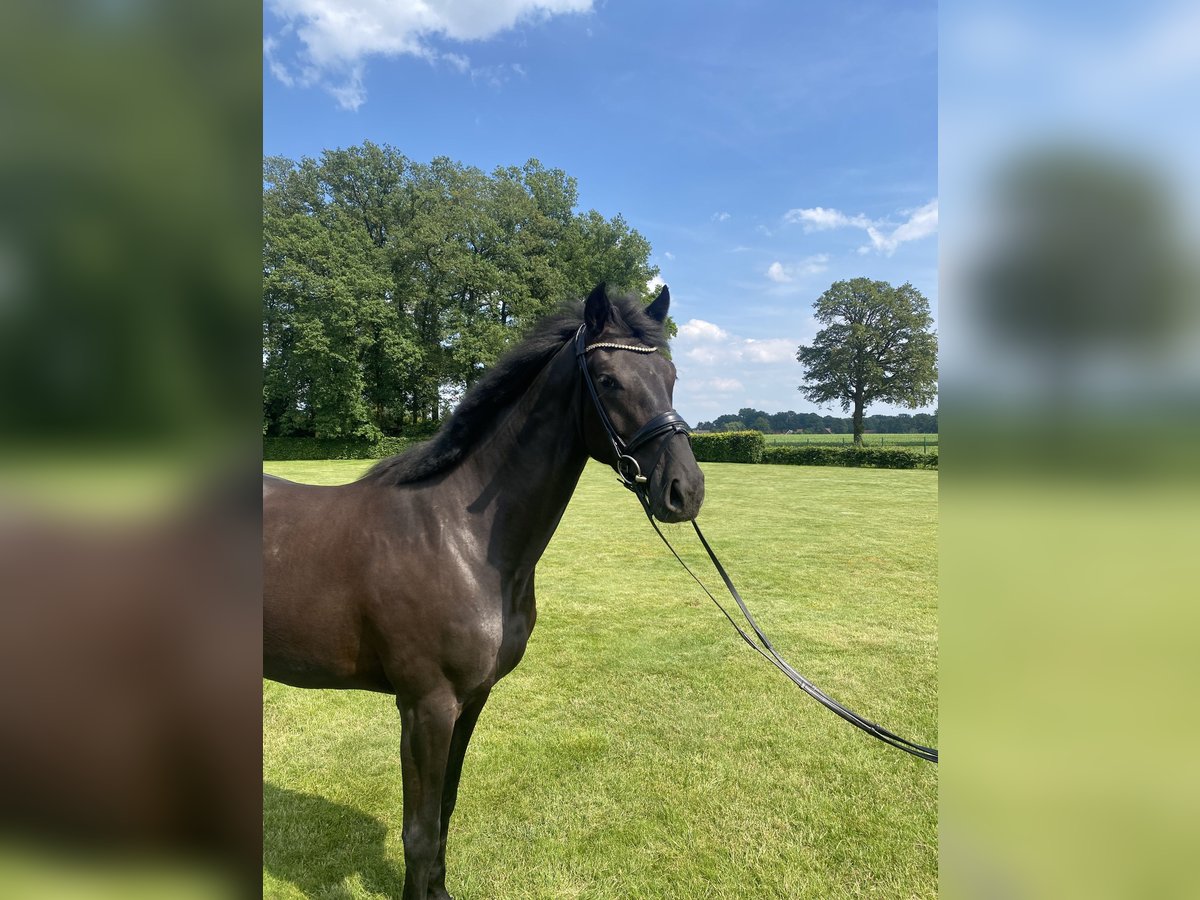 Westfaal Merrie 3 Jaar 170 cm Zwart in Coesfeld