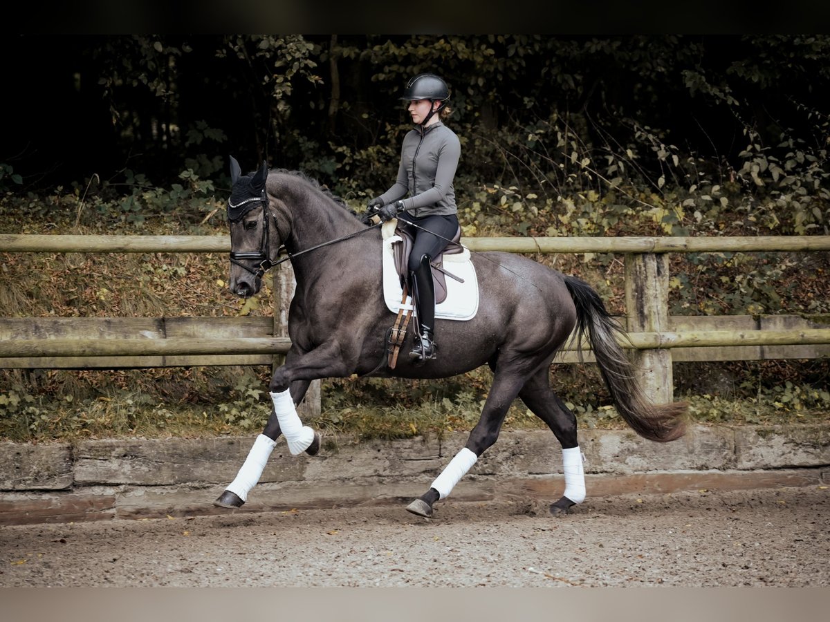 Westfaal Merrie 3 Jaar 170 cm Zwartschimmel in Osnabr&#xFC;ck