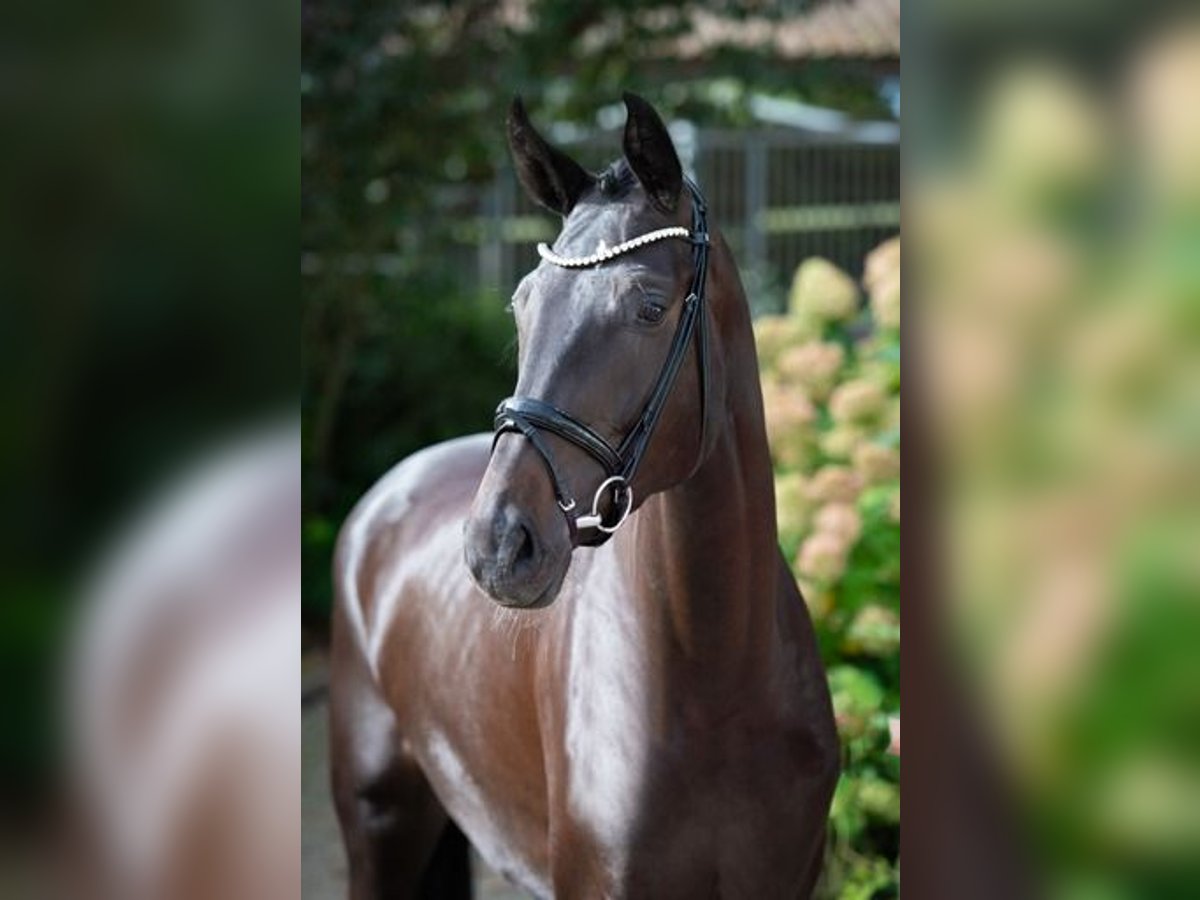 Westfaal Merrie 3 Jaar 178 cm Zwartbruin in Ankum