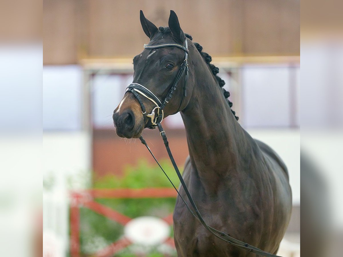 Westfaal Merrie 3 Jaar Zwartbruin in Münster-Handorf