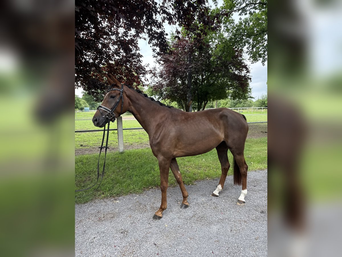 Westfaal Merrie 4 Jaar 159 cm Donkere-vos in Petershagen