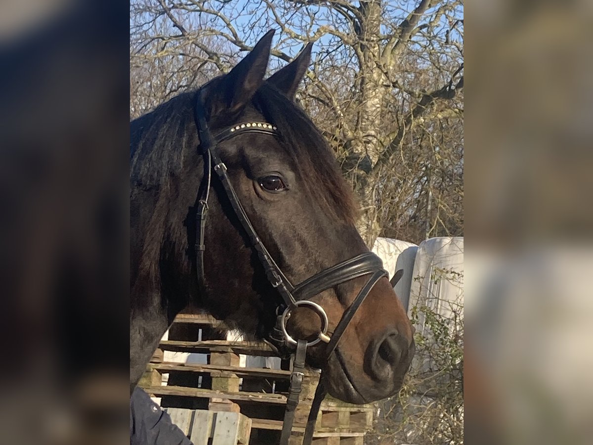 Westfaal Merrie 4 Jaar 160 cm Zwartbruin in Lübeck