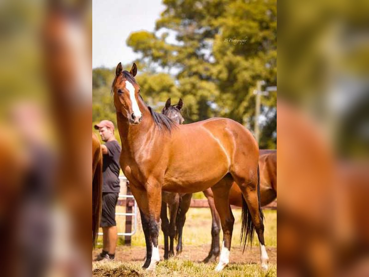 Westfaal Merrie 4 Jaar 162 cm Bruin in Willich