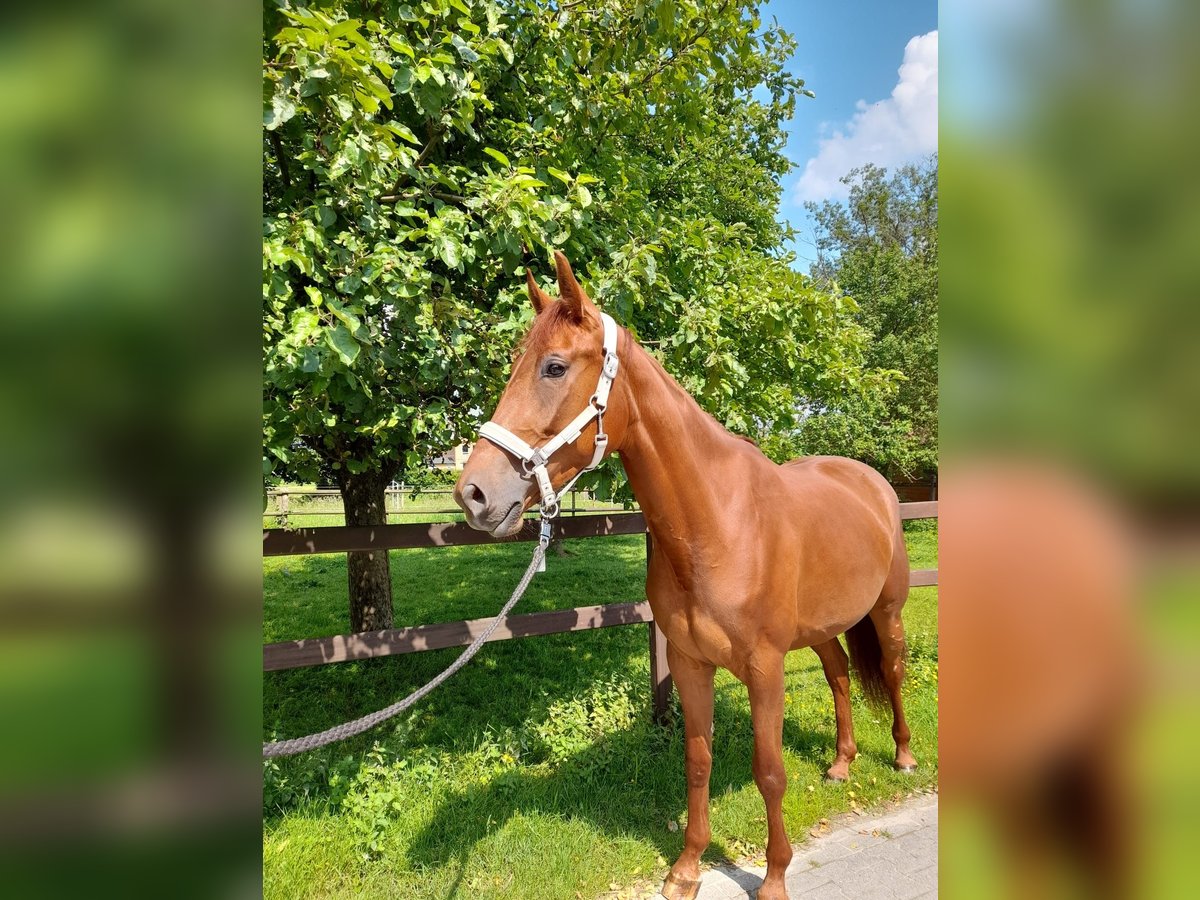 Westfaal Merrie 4 Jaar 163 cm Vos in Übach-Palenberg