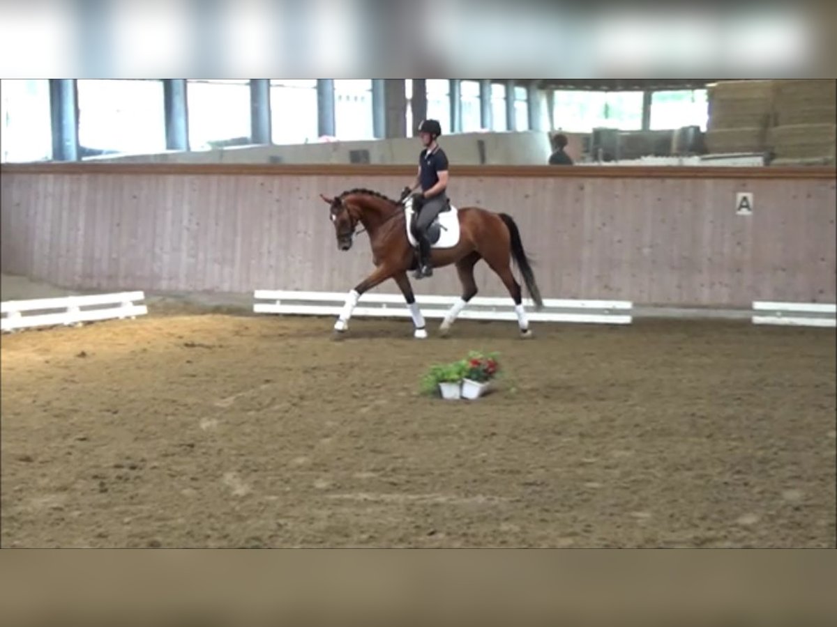 Westfaal Merrie 4 Jaar 164 cm Bruin in L&#xFC;dinghausen