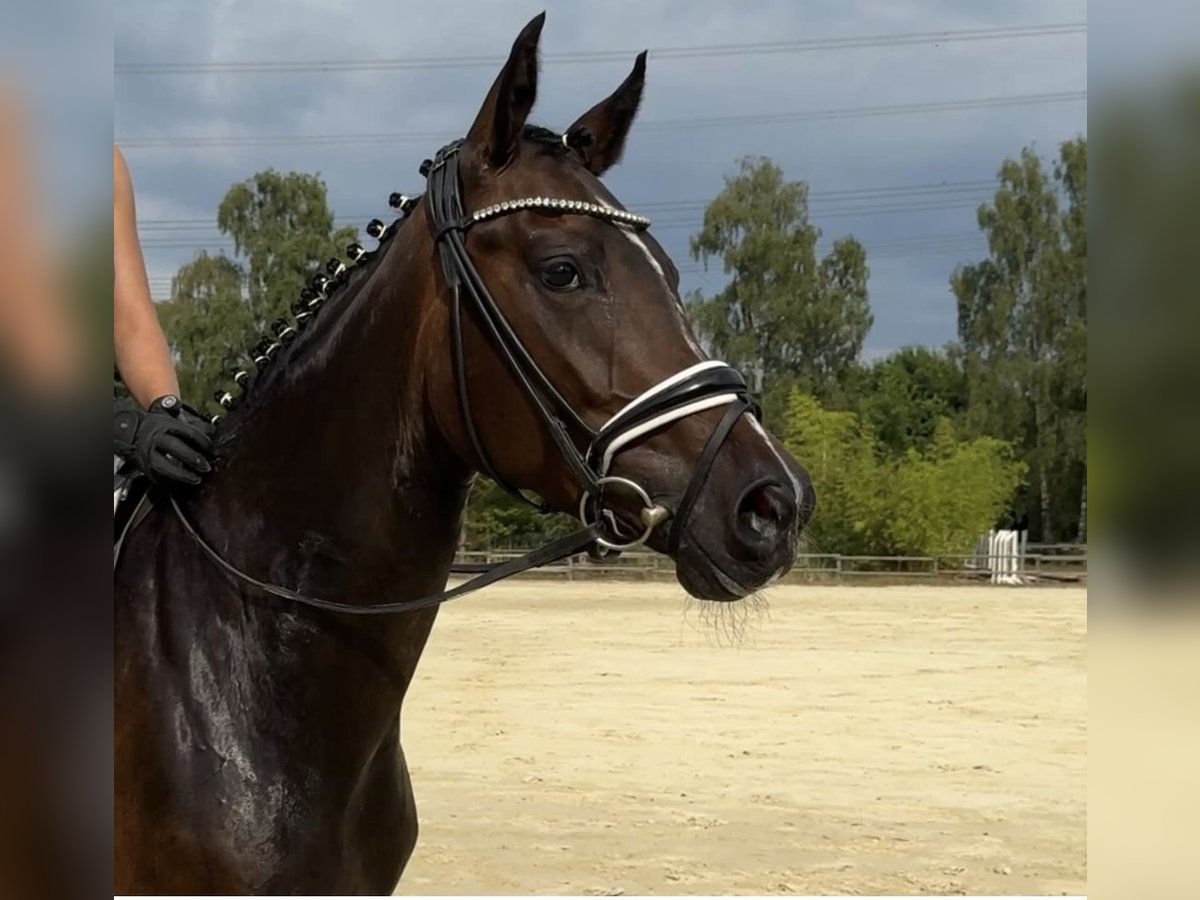 Westfaal Merrie 4 Jaar 164 cm Donkerbruin in Welver