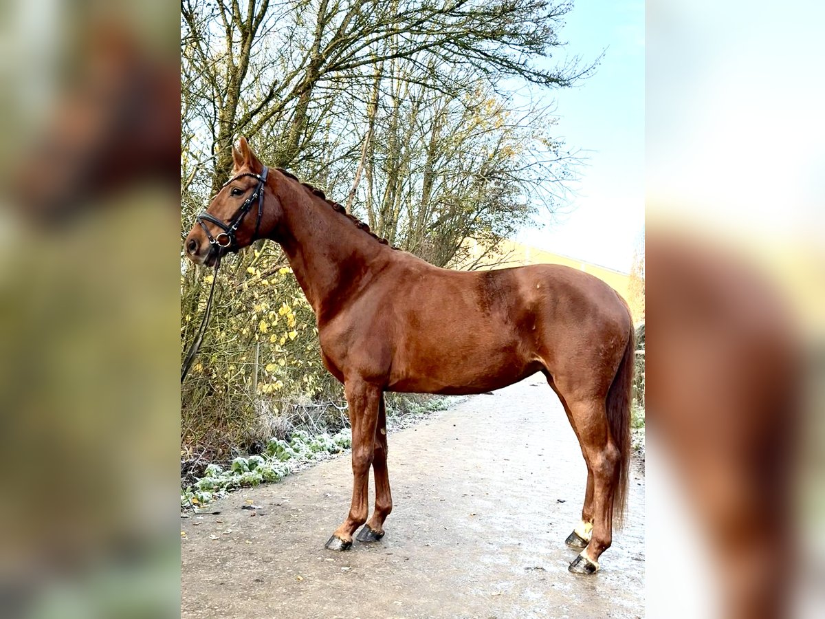 Westfaal Merrie 4 Jaar 166 cm Vos in Roeser