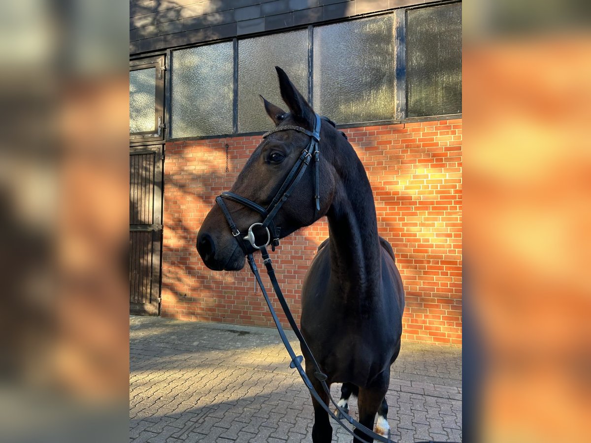 Westfaal Merrie 4 Jaar 166 cm Zwartbruin in Münster