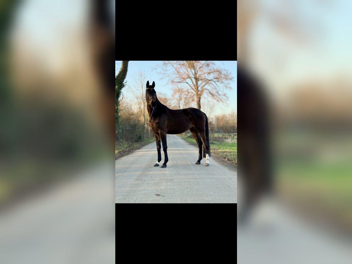 Westfaal Merrie 4 Jaar 167 cm Donkerbruin in Kerpen