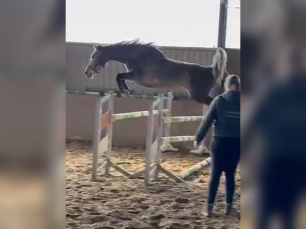 Westfaal Merrie 4 Jaar 167 cm Schimmel in Lindlar