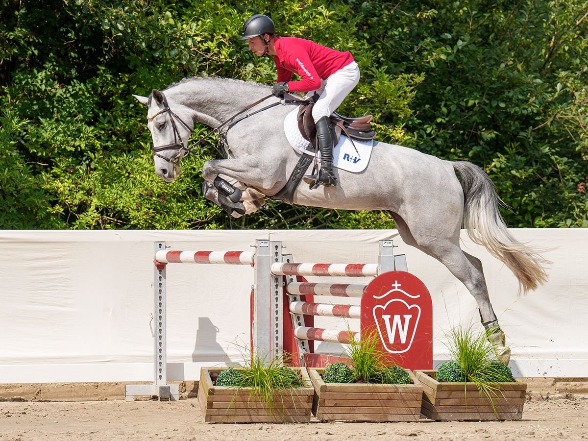 Westfaal Merrie 4 Jaar 167 cm Schimmel in Münster