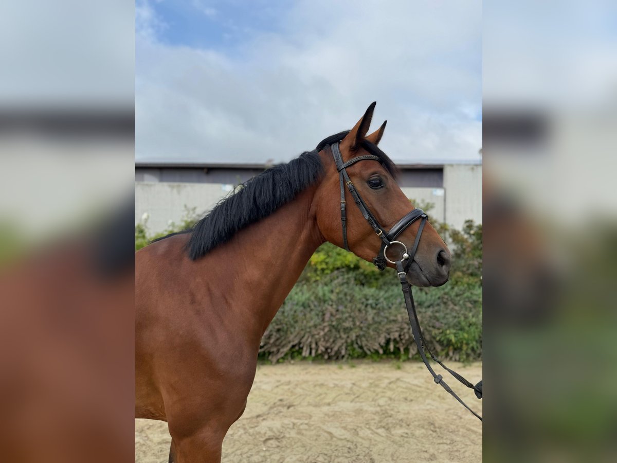 Westfaal Merrie 4 Jaar 168 cm Bruin in Calden