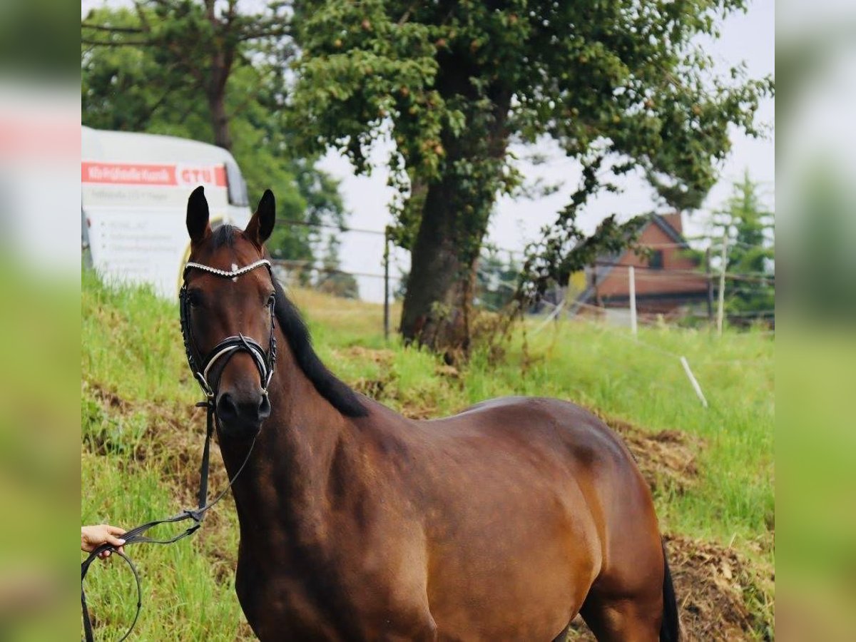 Westfaal Merrie 4 Jaar 168 cm Bruin in Hagen