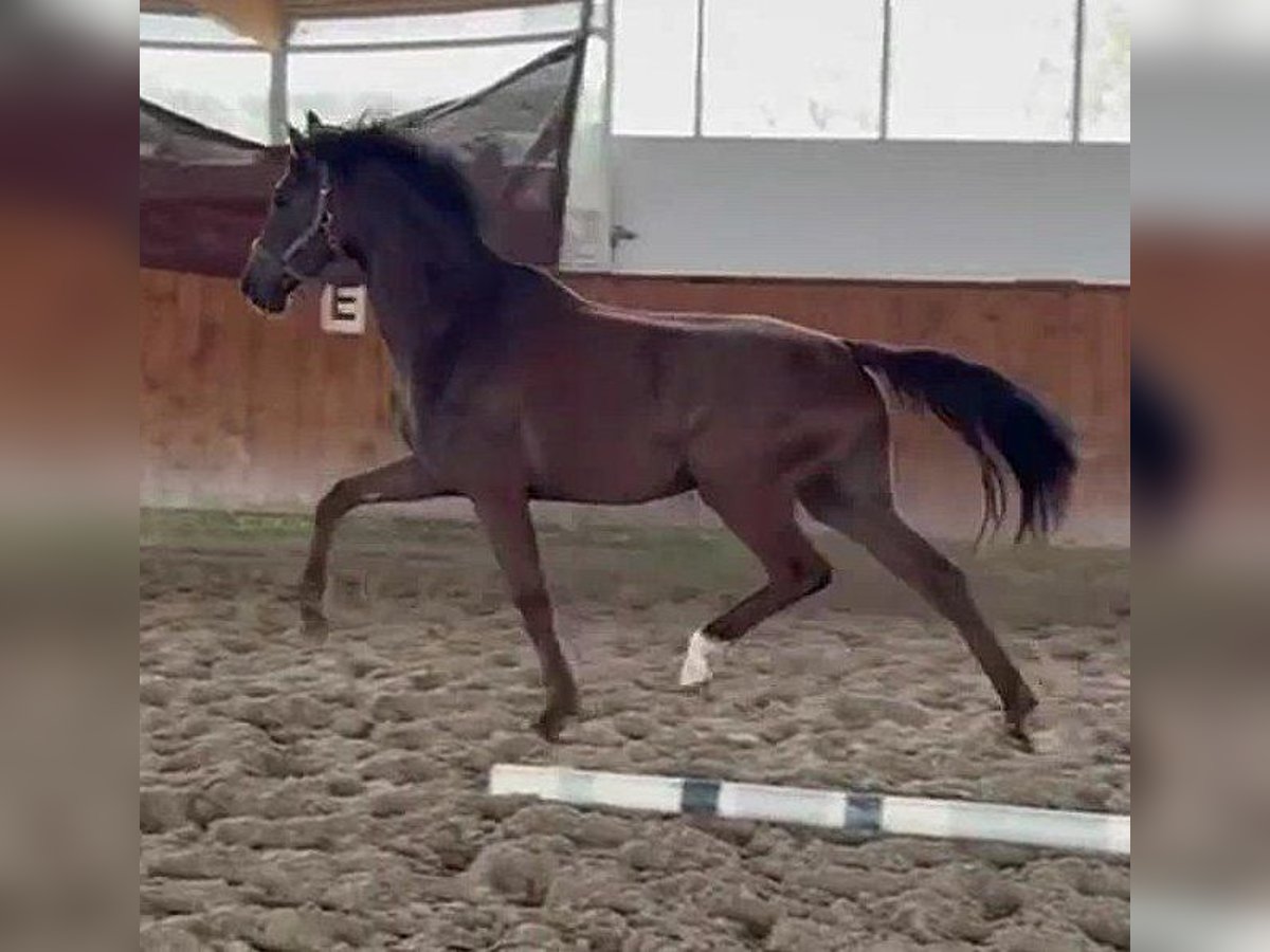 Westfaal Merrie 4 Jaar 168 cm Donkere-vos in Telgte