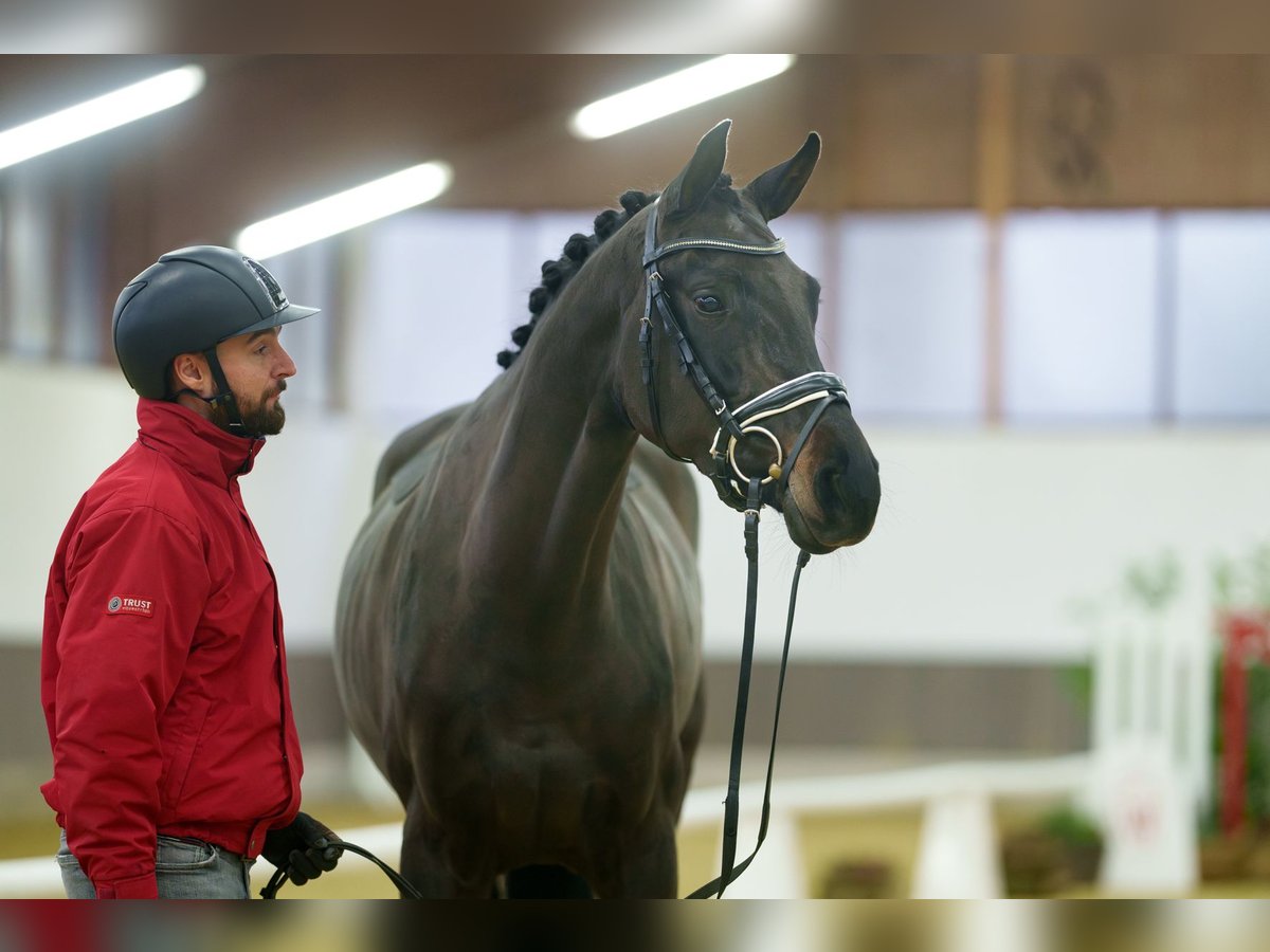 Westfaal Merrie 4 Jaar 168 cm Zwartbruin in Münster