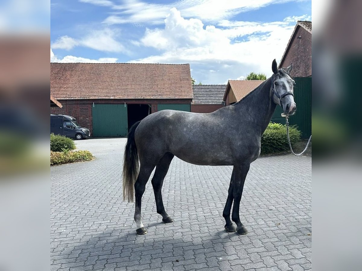 Westfaal Merrie 4 Jaar 169 cm Schimmel in Kumberg