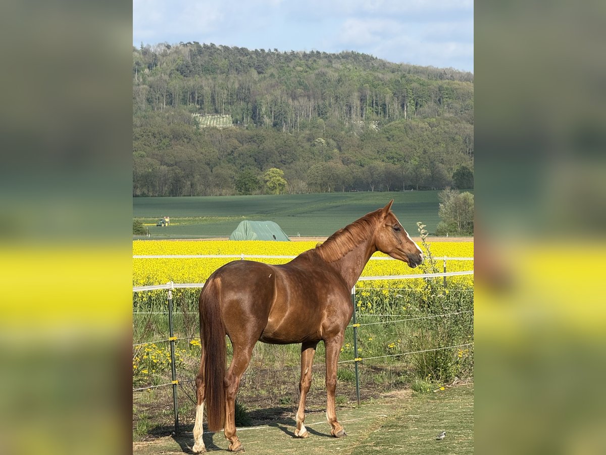Westfaal Merrie 4 Jaar 169 cm Vos in H&#xF6;xter