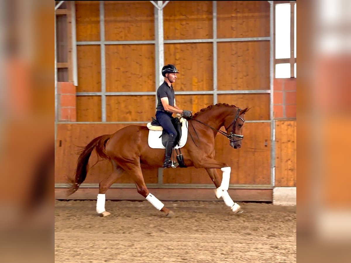 Westfaal Merrie 4 Jaar 169 cm Vos in Gleichen
