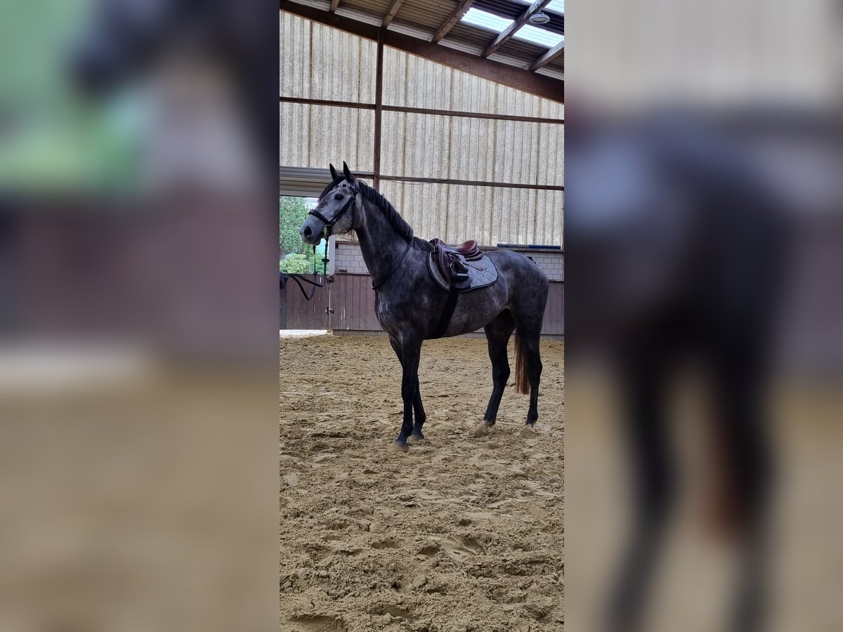Westfaal Merrie 4 Jaar 169 cm Zwartschimmel in Menden Westfaal Merrie 4 Jaar 169 cm Zwartschimmel in Menden