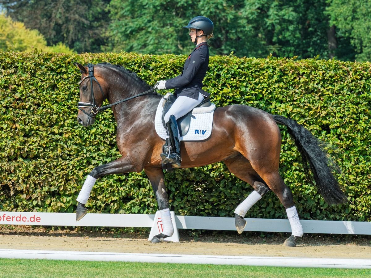 Westfaal Merrie 4 Jaar 170 cm Donkerbruin in M&#xFC;nster-Handorf