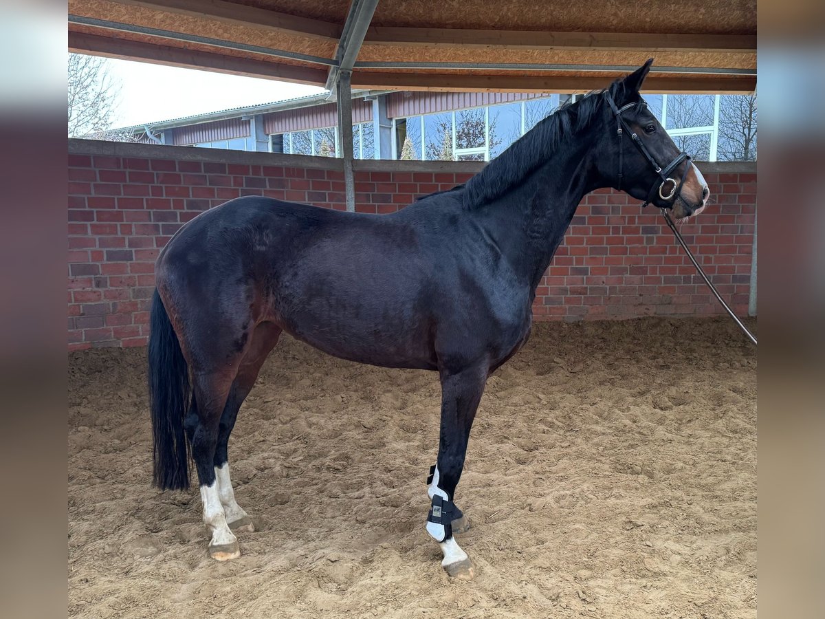 Westfaal Merrie 4 Jaar 170 cm Donkerbruin in M&#xFC;nster