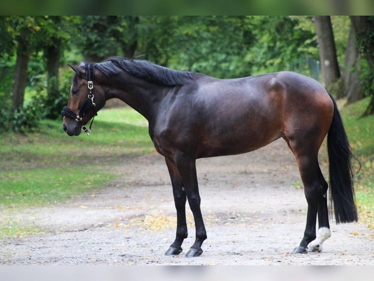 Westfaal Merrie 4 Jaar 170 cm Donkerbruin in Darmstadt