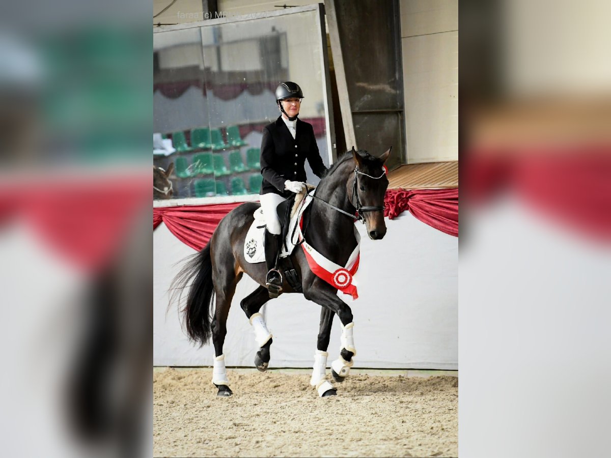 Westfaal Merrie 4 Jaar 172 cm Donkerbruin in Wysin