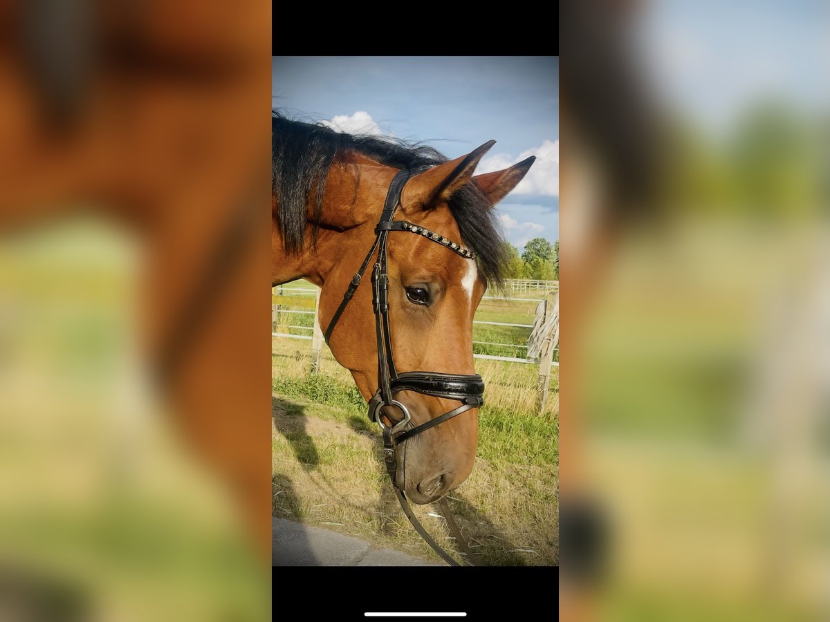 Westfaal Merrie 4 Jaar 173 cm Bruin in LangenbergLangenberg