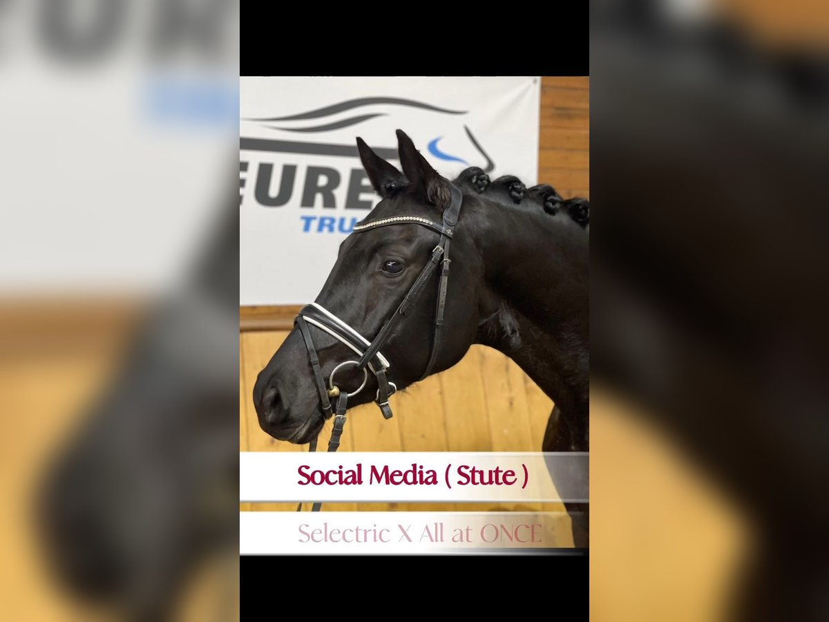 Westfaal Merrie 4 Jaar 174 cm Zwart in Gevelsberg