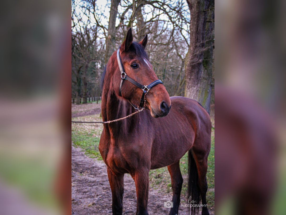 Westfaal Merrie 4 Jaar 176 cm Bruin in Wesel