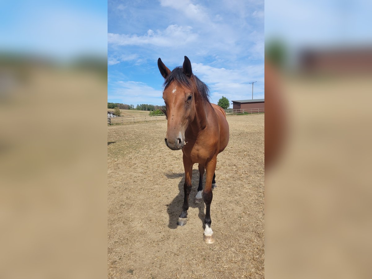 Westfaal Merrie 4 Jaar Bruin in Waldbröl