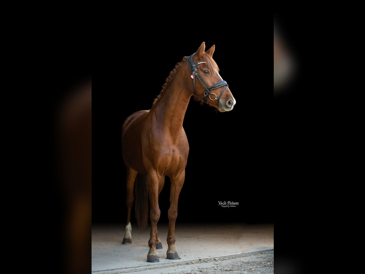 Westfaal Merrie 5 Jaar 155 cm Vos in Hetzles